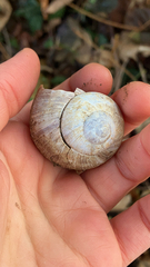 Helix pomatia