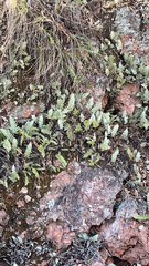 Myriopteris lindheimeri