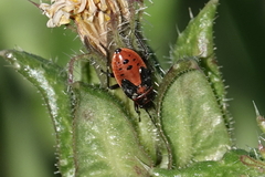 Lygaeus kalmii
