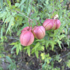 Cardiospermum halicacabum