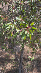 Arbutus arizonica