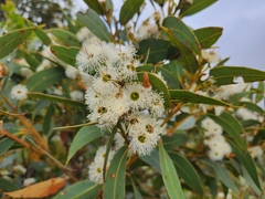 Eucalyptus marginata