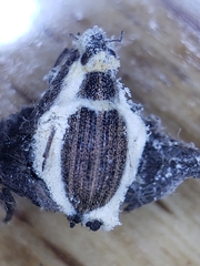 Beauveria bassiana