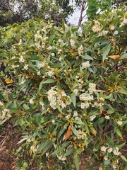 Eucalyptus marginata