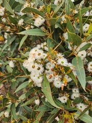 Eucalyptus marginata