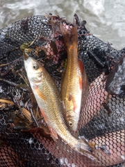 Sarmarutilus rubilio