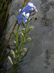Myosotis decumbens