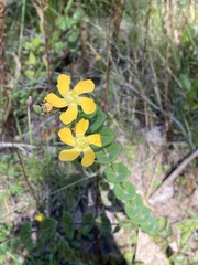 Hypericum connatum