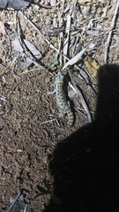 Hemidactylus parvimaculatus