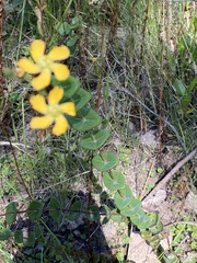 Hypericum connatum