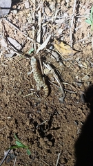 Hemidactylus parvimaculatus