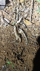 Hemidactylus parvimaculatus