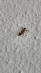 Camponotus zonatus