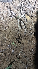 Hemidactylus parvimaculatus