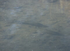 Salmo trutta