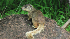 Notocitellus adocetus