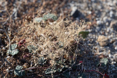 Hypertelis umbellata