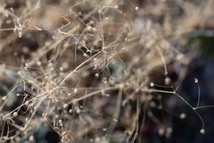 Hypertelis umbellata