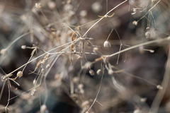 Hypertelis umbellata