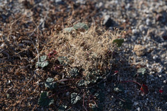 Hypertelis umbellata