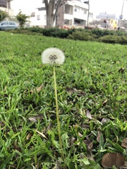 Taraxacum officinale
