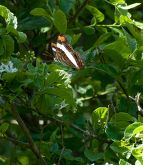 Adelpha fessonia