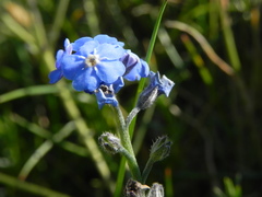 Myosotis decumbens