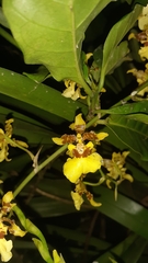 Oncidium sphacelatum