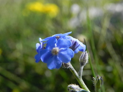 Myosotis decumbens