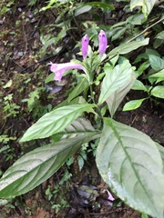 Strobilanthes cusia