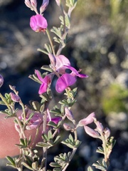 Indigofera sp11