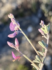Indigofera sp11