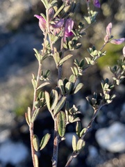 Indigofera sp11