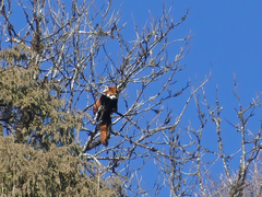 Ailurus fulgens