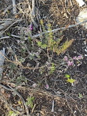 Indigofera sp11