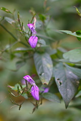 Dicliptera cernua