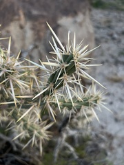 Cylindropuntia