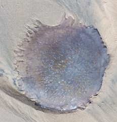 Lobonemidae