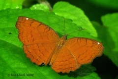 Ariadne ariadne pallidior