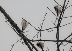 Aegithalos caudatus caudatus