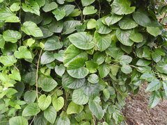 Cissus repens