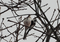 Aegithalos caudatus caudatus