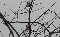 Aegithalos caudatus caudatus