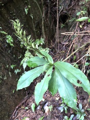Habenaria pantlingiana