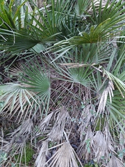 Chamaerops humilis