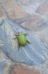 Pelidnota prasina