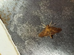 Rhectocraspeda periusalis