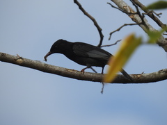 Hypsipetes leucocephalus