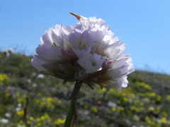 Armeria nebrodensis