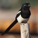 Maghreb Magpie - Photo (c) Vsevolod, some rights reserved (CC BY), uploaded by Vsevolod